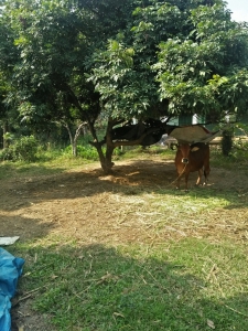 Bán 1557 m2 đất sổ đỏ,  có 1200m2 thổ cư, pháp lý đầy đủ, mặt đường 7m, giá rất tốt, tại Minh trí Sóc Sơn Hà nội